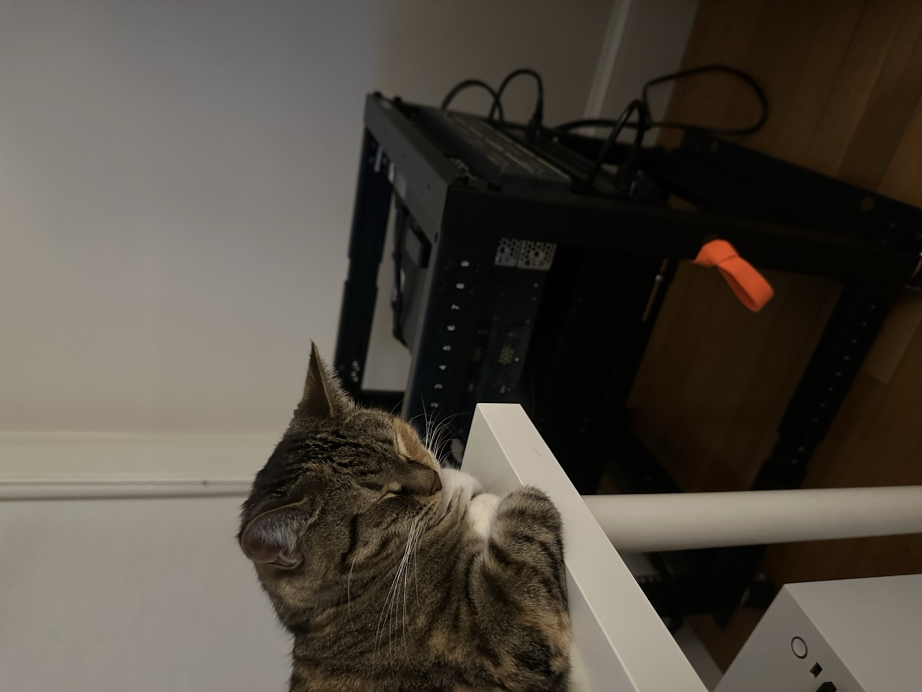 Georgia, a tabby cat, sitting in front of the rack.